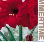Bulbi de flori Hippeastrum Amaryllis Red Lion 1buc