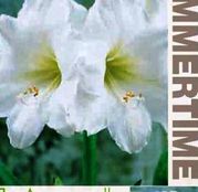 Bulbi de flori Hippeastrum Amaryllis Alb - Intokazi 1buc