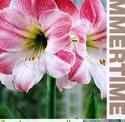 Bulbi de flori Hippeastrum Amaryllis Apple Blossom 1buc