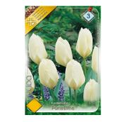 Bulbi de flori Lalele Purissima 7 buc