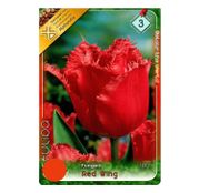 Bulbi de flori Lalele Fringed Red Wing 8 buc