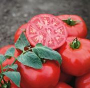 Seminte tomate (rosii) Tonopah F1 1000 seminte