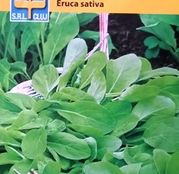 Seminte Rucola (Eruca sativa) 1g