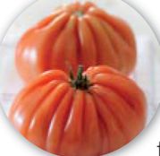 Seminte tomate (rosii) Rugantino F1 100 sem