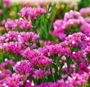 Seminte flori Saraturica roz (Limonium sinuatum) 0.15g
