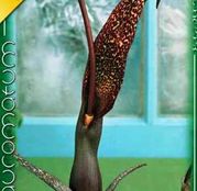 Bulbi de flori Sauromatum 1buc