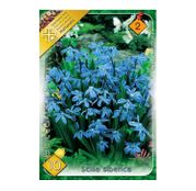 Bulbi de flori Scilla Siberica 10buc