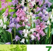 Scilla Campanulata Mixed / Hyacinthoides hispanica mix 7buc