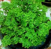 Bulbi de flori Selaginella Lepidophilla / Trandafir de Ierihon 1buc