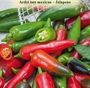 Seminte Ardei Iute mexic - Jalapeno 0.4g