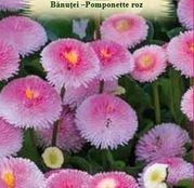 Seminte flori Banutei Pomponette (Bellis perenis) roz 0.05g