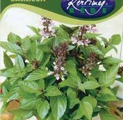 Seminte Busuioc cu aroma de scortisoara 1g