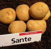 Cartofi de samanta SANTE 