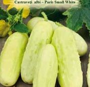 Seminte Castraveti albi - Paris Small White 1.5g