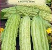 Seminte Castraveti Amari - " Insulina verde" 4sem.