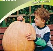 Seminte Dovleac Atlantic Giant 6 sem