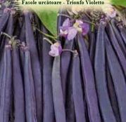 Seminte Fasole Urcatoare Trionfo Violetto 10g