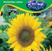 Seminte Floarea Soarelui Marica 2 - Helianthus annuus 30g
