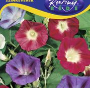 Seminte flori Zorele (Ipomea purpurea) amestec de culori 2g