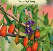 Seminte Goji - Goji Berry 10sem.