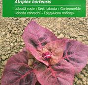 Seminte Loboda rosie (Atriplex hortensis) 0.5g