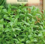 Seminte Menta Dulce 0.05g