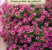Seminte flori Petunia pendula tip surfinia F2 mov 0.01g