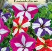 Seminte flori Petunia Stelata Star (Petunia hybrida compacta nana) amestec de culori 0.15g