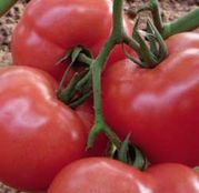 Seminte tomate (rosii) Fenda F1 