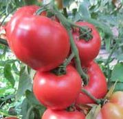 Seminte tomate (rosii) Honey Moon F1 