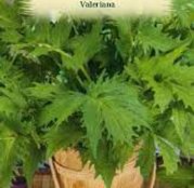Seminte Valeriana (Valeriana officinalis) 0.1g