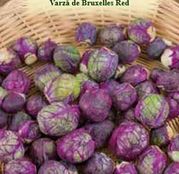 Seminte Varza de Bruxelles Red 0.2g