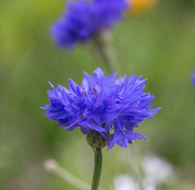 Seminte flori Albastrele (Centaurea cyanus) 1g