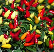 Seminte Ardei iute ornamental Little Wonder (Capsicum annuum) 0.3 g
