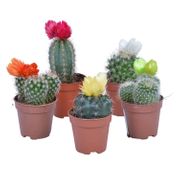 Seminte Cactus Cacti mix 0.05g