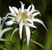 Seminte Floare de colt (Leontopodium alpinum) 0.02g