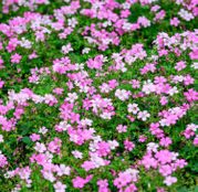 Seminte Floarea Miresei (Gypsophila elegans) roz 0.8 g