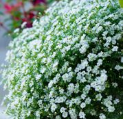 Seminte Floarea Miresei Perena (Gypsophyla paniculata) 0.3 g