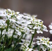 Seminte flori Alyssum alb - Lobularia Maritima 0.2g