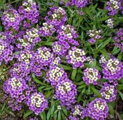 Seminte flori Alyssum violet - Lobularia Maritima 0.2g