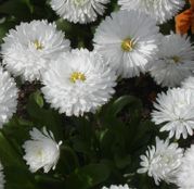 Seminte flori Banutei (Bellis perenis) albi 0,20g