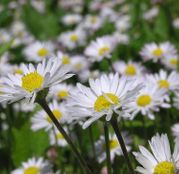 Seminte flori Banutei (Bellis perenis) flori simple 0.20g