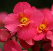Seminte flori Begonia Mix (Begonia semperflorens) 0.01g
