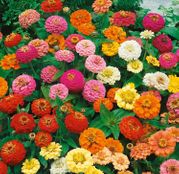 Seminte flori Carciumarese ( Zinnia elegans) Liliput mix 2g