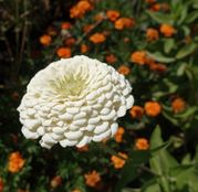 Seminte flori Carciumarese (Zinnia elegans) albe 2g