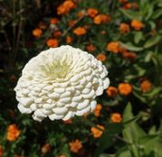 Seminte flori Carciumarese (Zinnia elegans) albe 2g