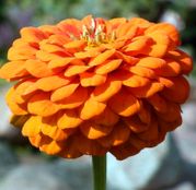 Seminte flori Carciumarese (Zinnia elegans) portocalii 2g