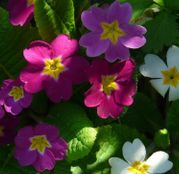 Seminte flori Ciubotica cucului (Primula elatior) mix de culori 0,05g