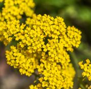 Seminte flori Ciucusoara (Alyssum saxatile) galbena 0.25g