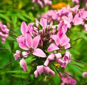 Seminte flori Cleome - Floarea paianjen (Cleome spinosa) mixtura 0.4g